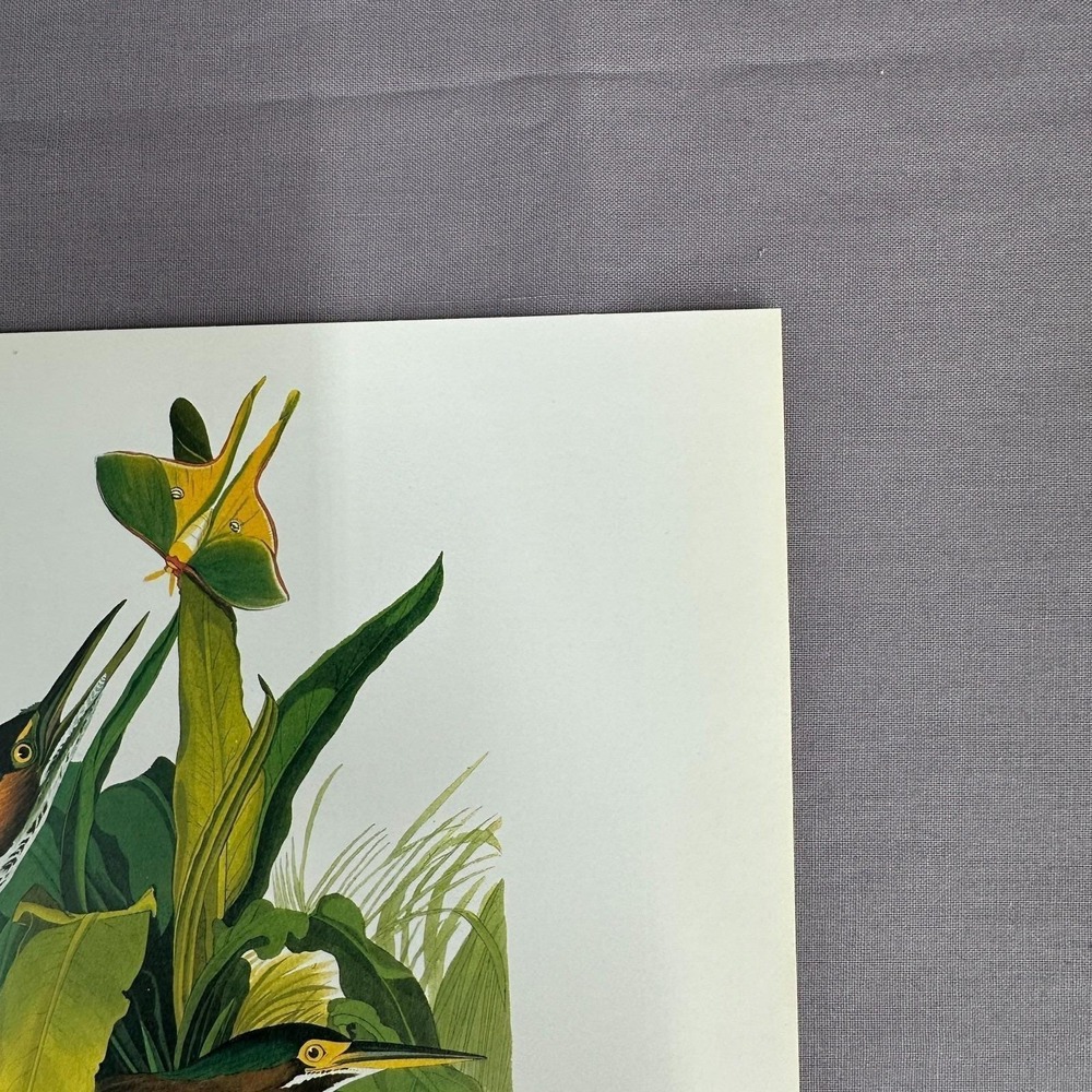 1950 Vintage Print Green Heron American Bird Art Illustration Audubon 8x11 - Picture 4 of 6